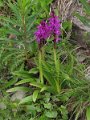 (8) Southern Marsh Orchid